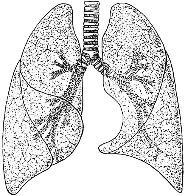 Lunge und Bronchien A OL OL H H A B M F Apex