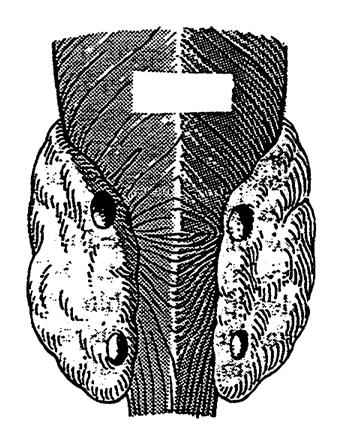 Nebenschilddrüse = Parathyroidea (Parathormon) von ventral von dorsal