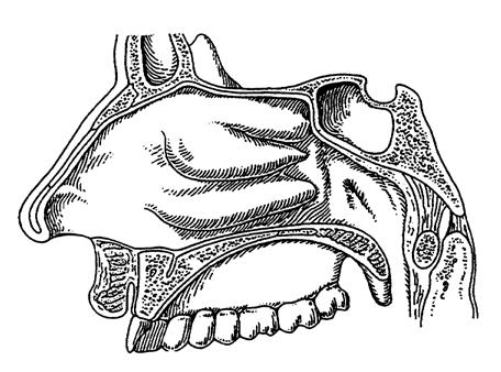 Nasenmuschel (Concha nasalis superior) Vestibulum 3 2 5 Mündung der Tuba auditiva Epipharynx Septum harter weicher Gaumen Uvula Choanen 1 2 4 3 Os frontale = Stirnbein Os sphenoidale =