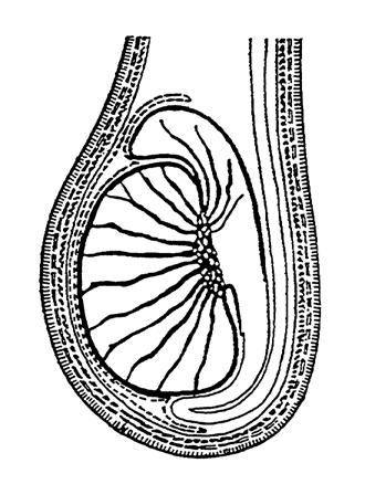 (tief) Fascia spermatica ext. (oberflächlich) Hoden (Testis) Rete testis Nebenhoden (Epididymis) M.