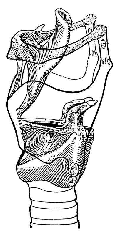 Kehlkopf (Larynx) 1 Epiglottis Sagittalschnitt Hyoid Epiglottis Hyoid 1 3 6 Larynxfettkörper 5 8 Hypopharynx 7 2 9 von lateral 4 1 6 8 7 2 9 von vorne von der Seite von hinten 1 Schildknorpel
