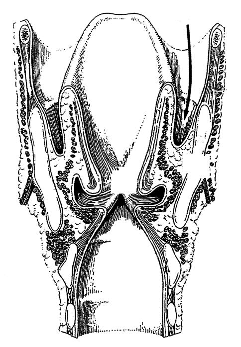 Kehlkopf (Larynx) 2 a 1 Schildknorpel