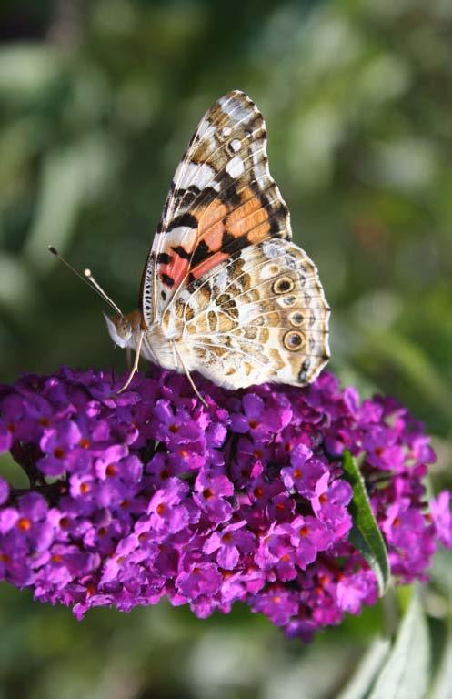Schaffen Sie ein Gartenparadies für Schmetterlinge Schmetterlinge sind wunderbar anzuschauen, wenn sie
