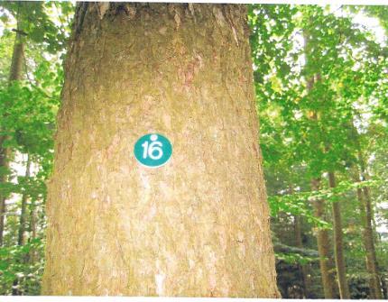 Beschriftung der Bäume Baum