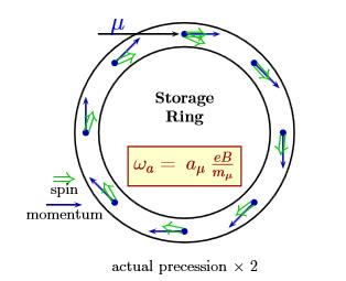 2 GRUNDLAGEN Abbildung 2.3: Spin-Präzession im Myon-Speicherring [2, S. 11] Abbildung 2.4: Myonenzerfall [2, S. 9] Zur Bestimmung der Frequenz ω a betrachtet man nun den Myonenzerfall.
