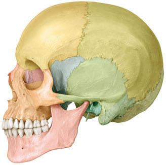 Die Schädelknochen bilden die knöcherne Grundstruktur des Kopfes. Sie werden in ein Neurokranium (Gehirnschädel) und ein Viszerokranium (Gesichtsschädel) eingeteilt.