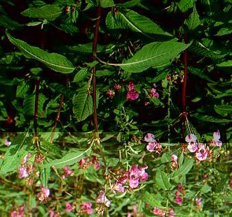 Steckbrief Indisches Springkraut, Drüsiges Springkraut (Impatiens glandulifera) Himalaya, wächst dort an Bachufern schnelles Höhenwachstum, die großen Pflanzen verdrängen alle anderen Pflanzen, große