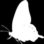 Auf dem Weg zum Schmetterling Das Leben der Schmetterlinge lässt sich in vier Etappen einteilen: Nach der Entwicklung im Ei kommt der Schmetterling zunächst als Raupe zur Welt.