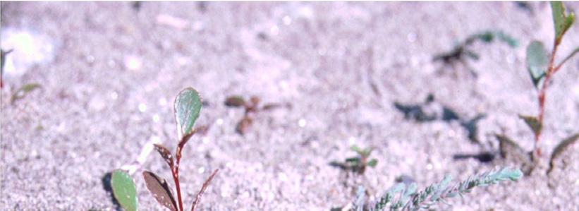 Als Zielarten eignen sich die auenabhängigen Arten sensu stricto (Klasse 1; Rohde 2004), deren Vorkommen stark an Auen gebunden ist: Calamagrostis pseudophragmites Carex acutiformis Epilobium