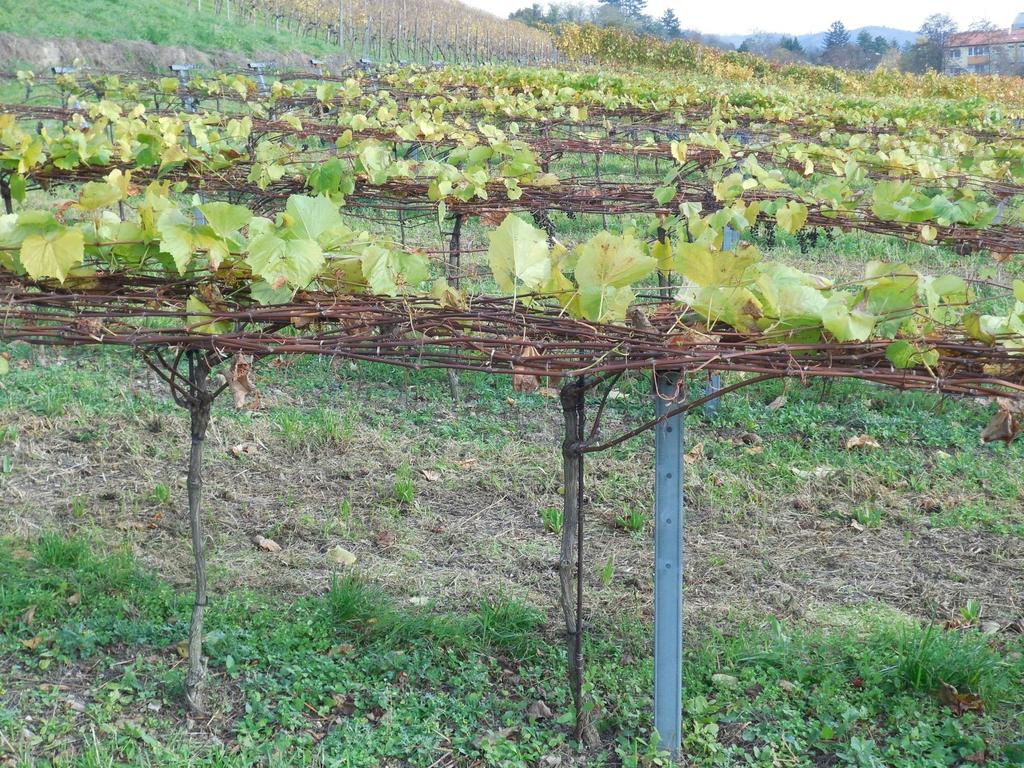 Unterlagsreben im Weinbau: Neue Klone und deren Schnittholzertragsleistung Martin