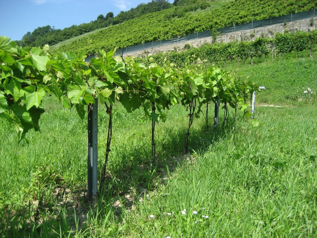 Einleitung Unterlagsrebsorten in den österreichischen Weinbaugebieten: Sorten, die aus der Kombination Vitis Berlandieri x Vitis Riparia hervorgegangen sind, haben sich als am