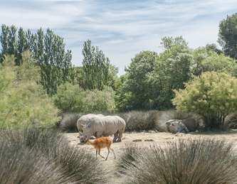 Onager, lagern Gnus im Grün und machen in