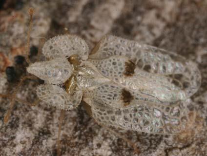 RABITSCH, W. Tingidae - Netzwanzen Netzwanzen sind wenige Millimeter kleine Landwanzen, deren Flügel und Halsschild maschen- oder netzartig ausgebildet sind.