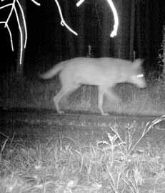 Fotofalle Wolf bei Nacht, Aufnahme einer Fotofalle Dem Wolf auf der Spur Wolfsexperten können die Abdrücke von Wolfspfoten erkennen, was nicht einfach ist, denn viele Hunde haben ähnliche