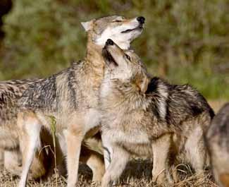 Heulen. Jeder Wolf hat seinen eigenen Ruf. Heulen stärkt den Zusammenhalt im Rudel, markiert das Revier und hilft bei der Partnersuche. Jungwölfe verlassen mit ca.