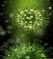 Mikroorganismen Dazu zählen: Bakterien Viren