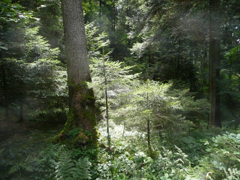 Plenterwaldstudie im Bezirk Bregenz Was versteht man unter einem Plenterwald? Bei einem Plenterwald existieren alle Entwicklungsstufen der Bäume nebeneinander.
