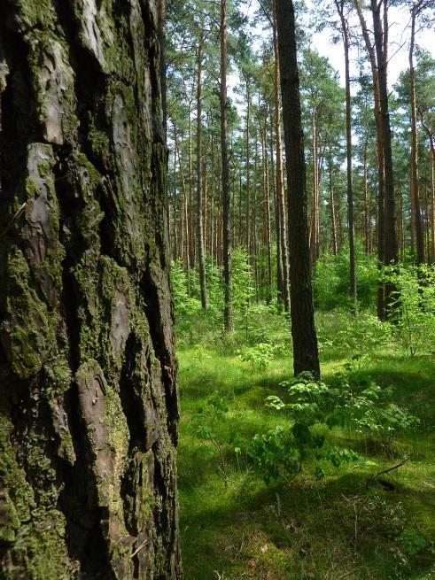 Waldumbau hat positive Wirkungen auf die Waldböden Umbau von Nadel- in Laub- und Mischwälder hat positive Wirkungen: höhere Kohlenstoffbindung und Humus- Stabilisierung im Mineralboden Höhere