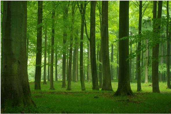 Zwischenfazit (III) Es deutet viel daraufhin, dass waldbauliche Maßnahmen die Resistenz/ Resilienz von Wäldern gegenüber