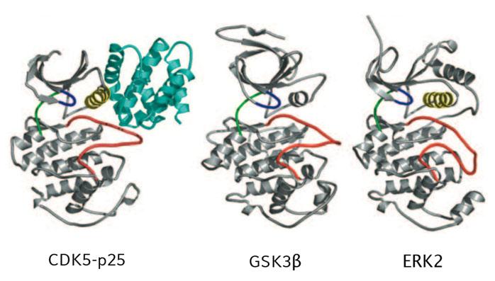 32 Einleitung An der Phosphorylierung von Tau sind vor allem Prolin-gerichtete Serin/Threonin-Kinasen beteiligt, welche vorwiegend Serine und Threonine phosphorylieren, die im Polypeptidstrang von