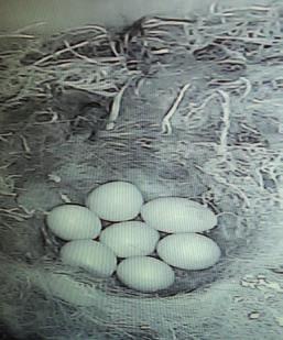 In unserem hat ein Kohlmeisenpärchen innerhalb einer Woche sieben Eier gelegt und nun zu brüten begonnen. Spannend!