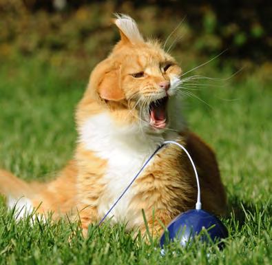 174 Spiel mit mir! Jagdersatz und Katzensport am allerliebsten mit dem Mensch! Spielen Sie mit Ihrem Stubentiger Katzenfußball, Slalomlaufen, Squash oder lassen Sie den Teppich fliegen.