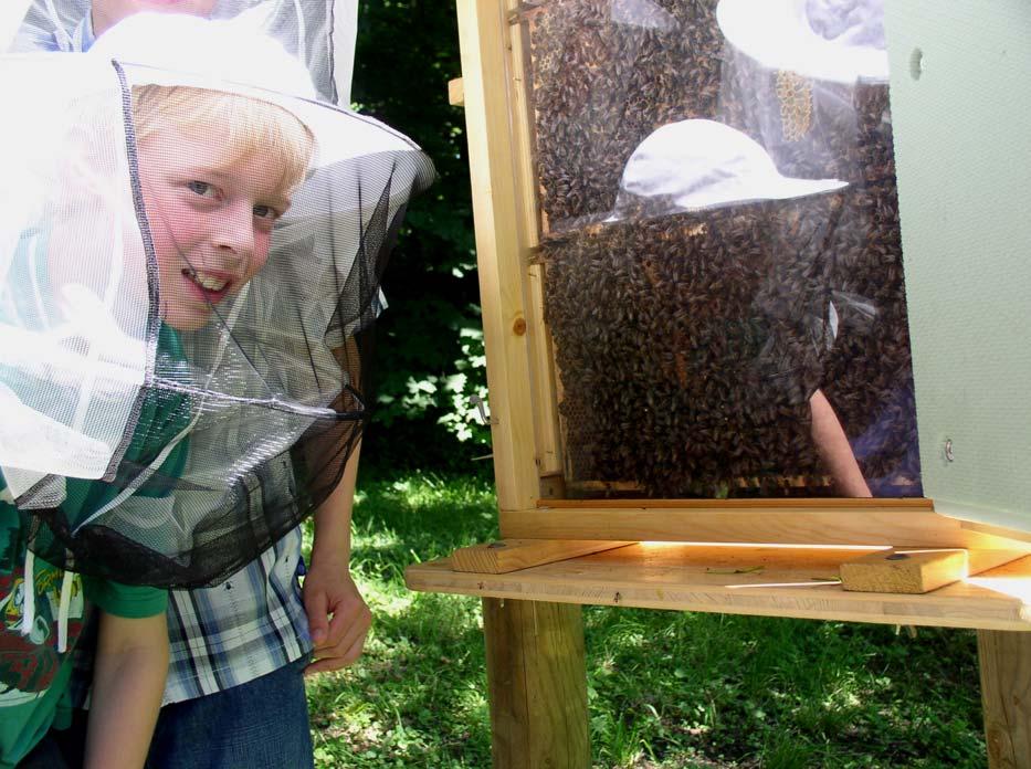 3. Beobachtungen im Bienenschaukasten Im Vorjahr und heuer bewohnte unseren Schaukasten ab Anfang Mai ein kleines Bienenvolk.