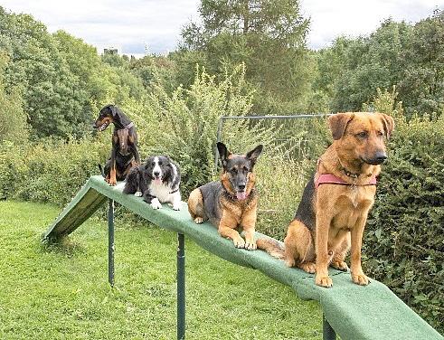 Aufbruch in die neue Saison Die Abteilung Hundesport des TSV 1864 Meng.-Hämmern e.v. ist gut gerüstet für neue Aufgaben. Alle gaben ihr Bestes und kämpften um eine gute Platzierung.