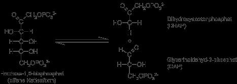Aldolase Glucagon/ Adrenalin camp PKA+P Phosphofructokinase-2 (PFK2) Fruktose-2,6-bisphosphat Glycerinaldehyd-3-phosphat (GAP) P+ NAD+ H- NADH 1,3-Bisphosphoglycerat 2 ADP+P 2 ATP 3-Phosphoglycerat