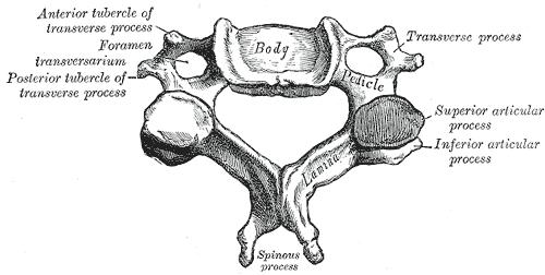 Vertebrae Cervicales An der Halswirbelsäule müssen der Atlas (C1), der Axis (C2) und der Vertebra prominens (C7) als Besonderheiten hervorgehoben werden.