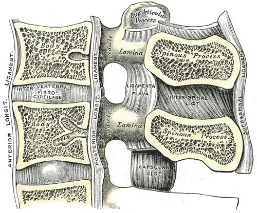 2.1.1.2 Bandapparat und Gelenke der Wirbelsäule Die Disci intervertebrales setzen sich zusammen aus einem weichen zentralen Nucleus pulposus und einem äußeren faserreichen Anulus fibrosus und haben