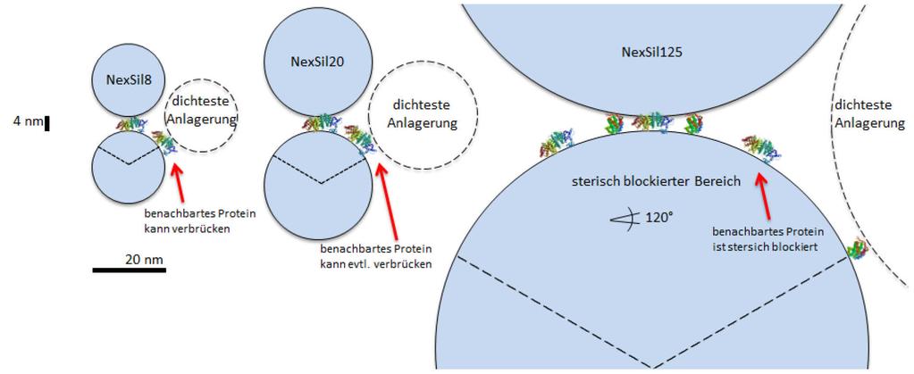 Charakterisierung von Nanopartikeln in biologisch relevanten Medien Abbildung 47: Vergleich der Größenverhältnisse der Proben NexSil8, NexSil20 sowie NexSil125 bei Verbrückung durch Proteine mit