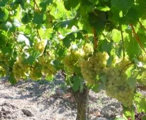Maischegärung bei Weißwein richtig gemacht Voraussetzungen Optimale Traubengesundheit Gesunde Trauben Aus
