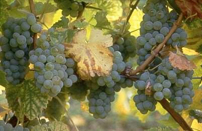Maischegärung bei Weißwein richtig gemacht Voraussetzungen Optimale Reife Hochwertige Weine