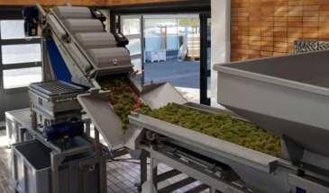 Maischegärung bei Weißwein richtig gemacht Traubenverarbeitung Entrappen der Trauben?
