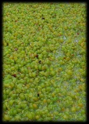 Maischegärung bei Weißwein richtig gemacht Traubenverarbeitung Quetschen der Trauben Absolut notwendig Geschlossene Beeren nach der