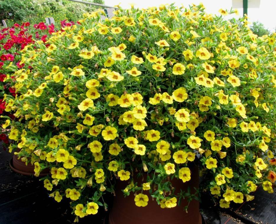 Calibrachoa mit Fernwirkung!