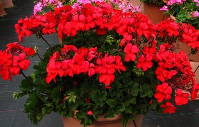 Dunkellaubig, große, einfache Blüten: 'Salsarita Dark Red' 'Salsarita Pink'