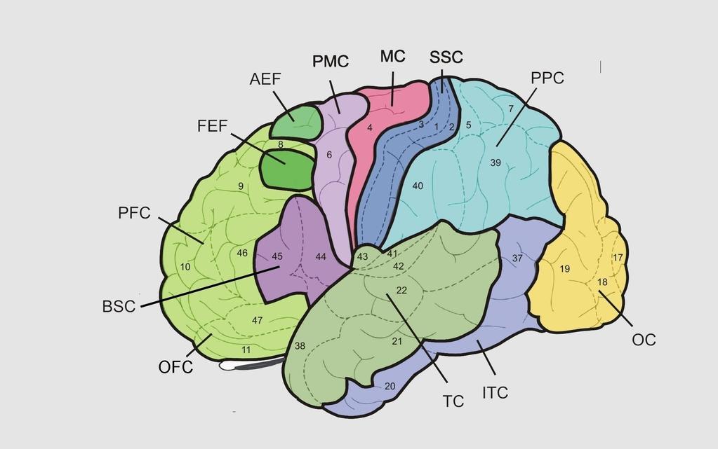 DORSOLATERALER PRÄFRONTALER CORTEX BEWEGUNGS- VORSTELLUNGEN ANALYSE PLANUNG ENTSCHEIDUNG SPRACHE MOTORIK