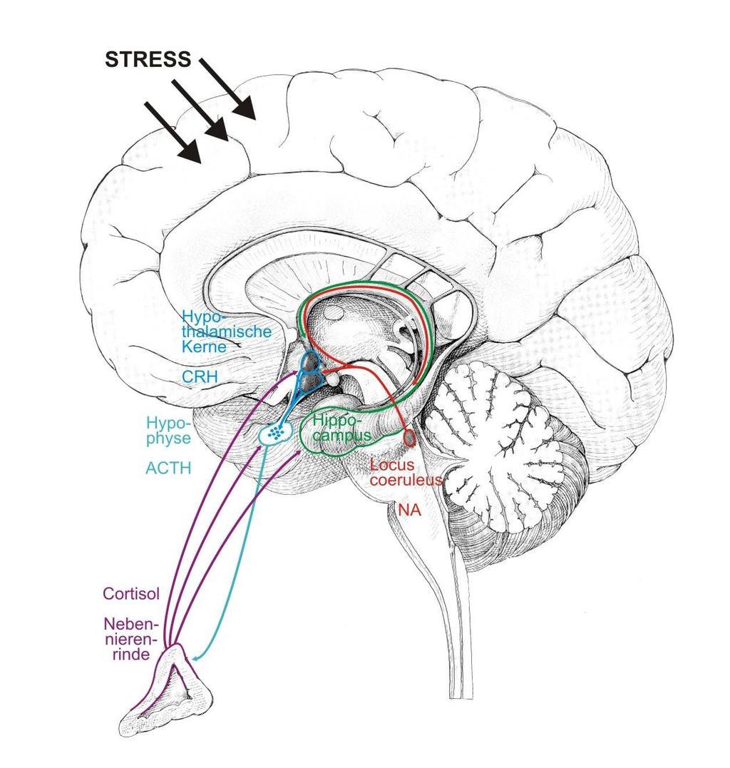 STRESS ACHSE CRF-ACTH-Cortisol-Rückkopplungsschleife zwischen Nebennierenrinde, Hypothalamus und