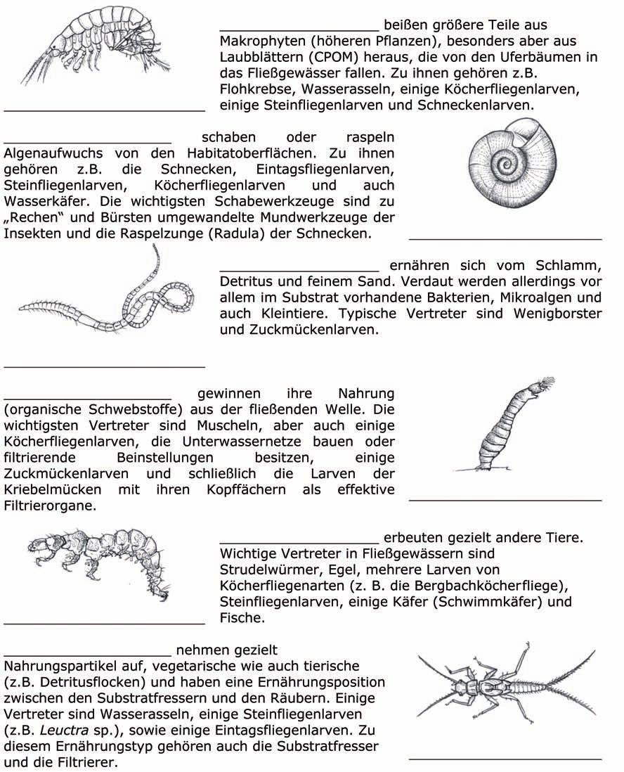 M4 Die verschiedenen Ernährungstypen eines Fließgewässers Aufgabe 4: Ordnen Sie in dem Lückentext die folgenden Fachbegriffe und MZB- Organismen zu: Bachflohkrebs, Bergbachköcherfliegenlarve,