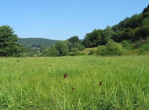 Wiesenknopf-Ameisenbläuling