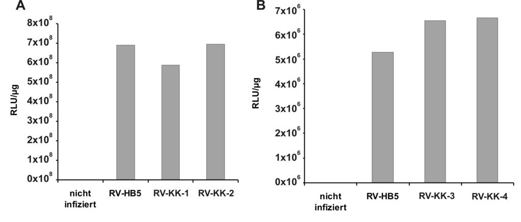 Ergebnisse Ad169 basierenden Mutanten beobachteten Effekte reproduziert werden. Alle Mutanten zeigten Luciferase-Aktivitäten in einer zum Laborstamm RV-HB5 vergleichbaren Stärke (Abb. 3.37 und Abb. 3.38).