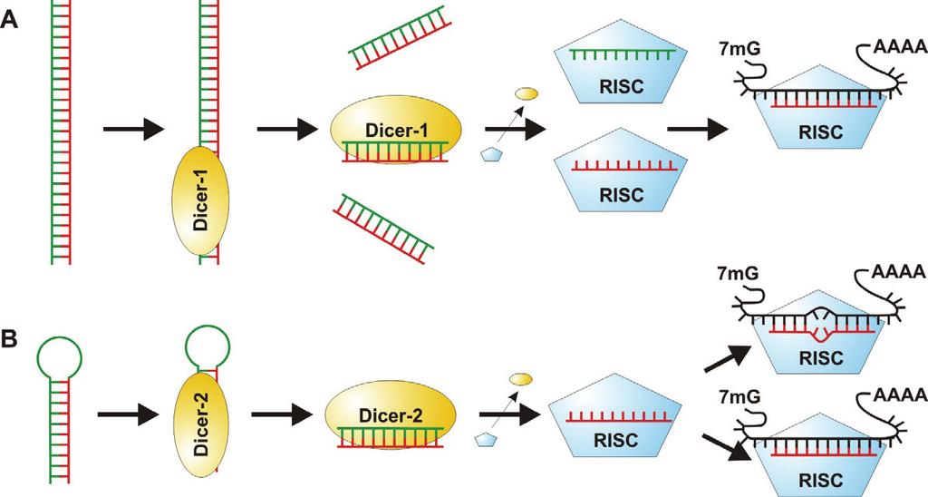 Einleitung Systems sind, würden hauptsächlich si/mirnas gegen eigene virale Transkripte bilden, was zum Abbau der viralen RNAs führen würde.