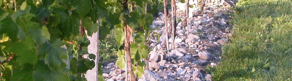 Unsere Weingärten Lage Hausanger Der Weingarten Hausanger liegt am südlichen Rand von Tarrenz. Gerade die luftige Südlage begünstigt den Durchzug westlicher, warmer Winde.