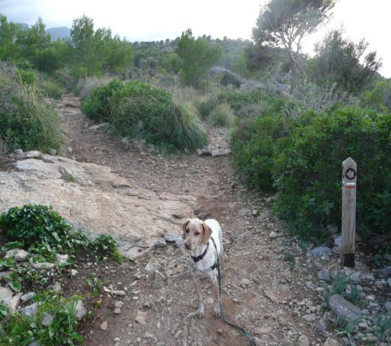 Anfahrt: Fahren Sie nach Richtung Port de Soller. Kurz vor dem 2007 neu eröffneten Tunnel, folgen Sie den Schildern Platja Repic. Parken Sie auf einen der beiden Parkplätze.