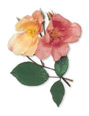 Blush Noisette trägt Massen kleiner, gefüllter Blüten in hellem Rosa, später gezüchtete Sorten haben weniger, aber größere Blüten.
