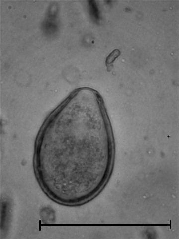 16 E. ponderosa WETZEL, 1942 (Abb. 4) Größe der Oozysten: 37,8-45 x 25,2-28,8 μm (SUPPERER u. KUTZER, 1961) bzw. Ø 40,4 x 26,4 µm (BOCH u.