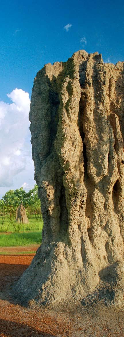 GEBÄUDETECHNIK Termitenhügel sind ausgeklügelte Bauten mit Zellen und Gängen.