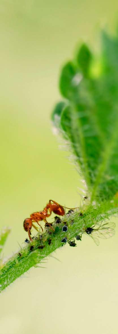 Das Beispiel einer erfolgreichen Symbiose: Blattläuse lassen sich von den Ameisen melken, diese wiederum gewähren den Blattläusen Unterschlupf und beschützen sie vor Fressfeinden.